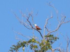 240 Brahminy Kite in tree.JPG (77 KB)